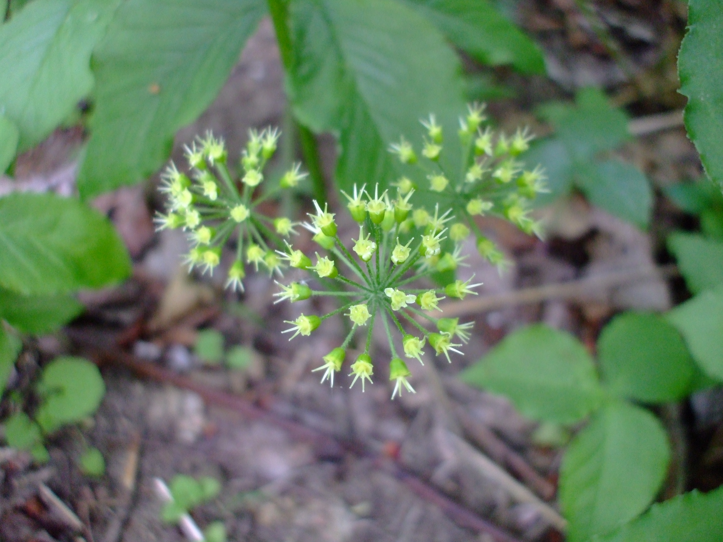 Aralia nudicaulis